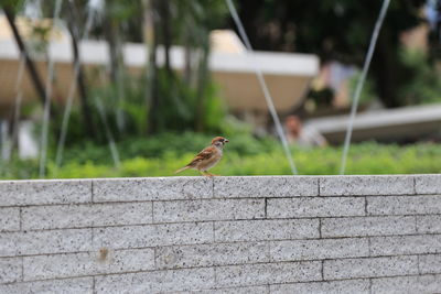 Sparrow perching on wall 