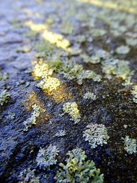 Close-up of lichen on rock