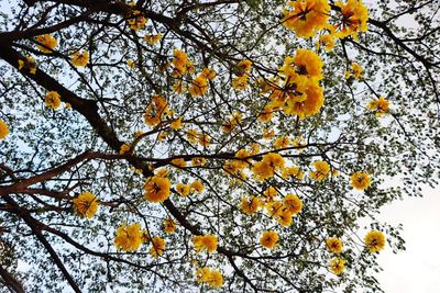 Low angle view of yellow flowering tree