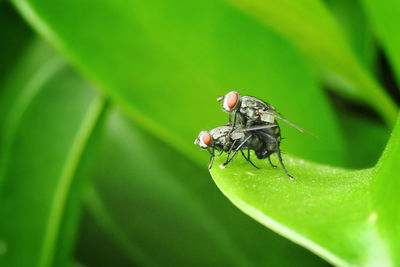 Close-up of fly on leaf