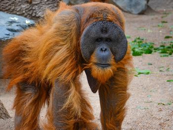 Close-up portrait of monkey