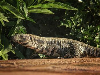 View of lizard on field