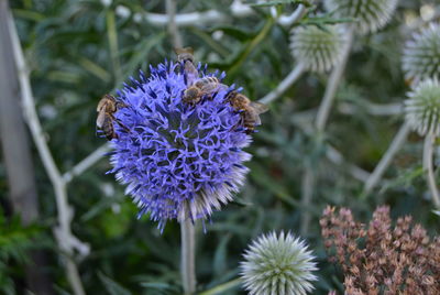 High angle view of purple flowering plant