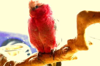 Close-up of parrot perching on red against sky