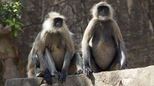 View of monkey sitting on rock