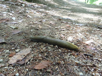 High angle view of a lizard