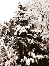 Close-up of tree during winter