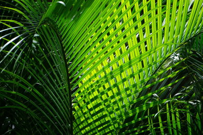 Close-up of green leaves