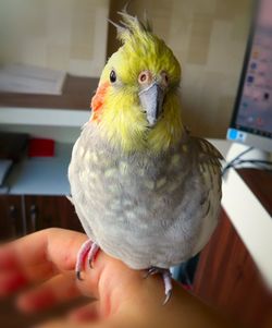 Close-up of hand holding bird