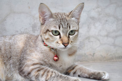 Portrait of cat relaxing outdoors