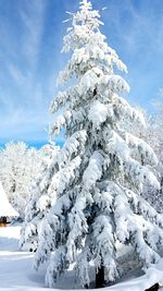Snow covered pine tree 