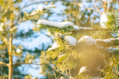 Close-up of snow on tree