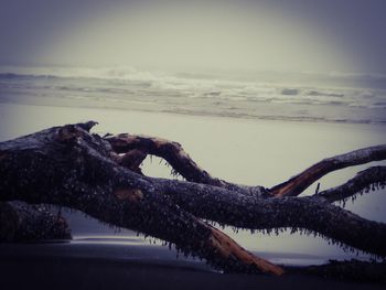 Close-up of tree by sea against sky