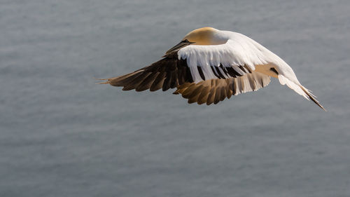 Seagulls flying over sea