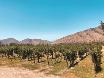 Scenic view of vineyard against clear blue sky