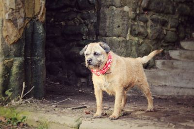 Dog against brick wall