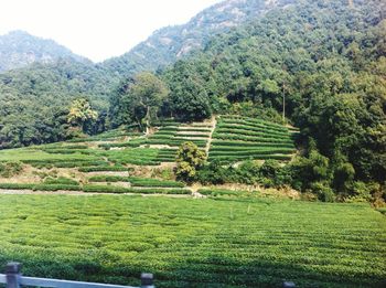 Scenic view of agricultural field against sky