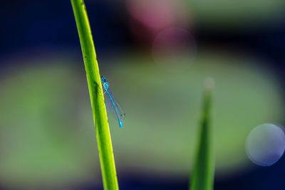 Close-up of dragonfly on plant