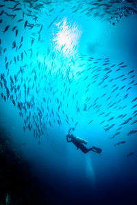 View of jellyfish swimming in sea