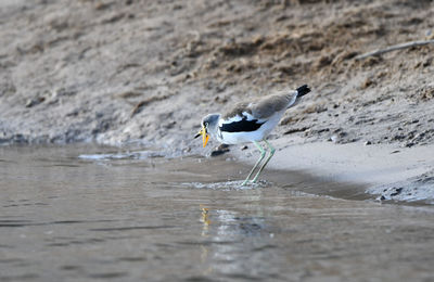 Side view of seagull drinking water