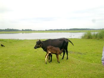 Horse grazing on field against sky