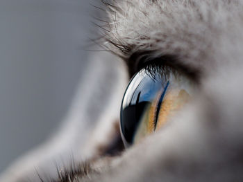 Extreme close up of cat eye