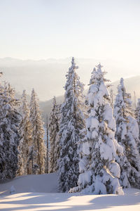 Winter forest landscape with snowy fir trees glowing on the sunset in the austrian alps
