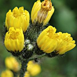 Close-up of yellow flower