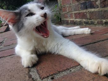 Close-up of cat yawning