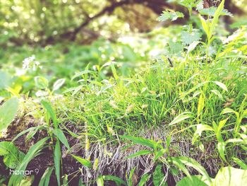 Close-up of fresh green plants on sunny day