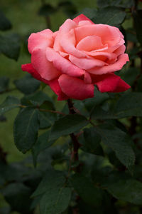 Close-up of pink rose