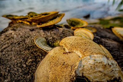 Detail shot of rocky beach