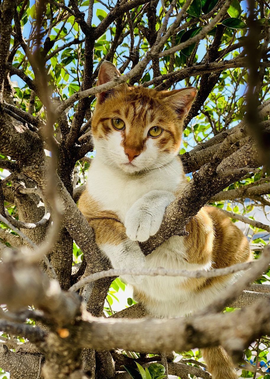 PORTRAIT OF CAT SITTING ON BRANCH