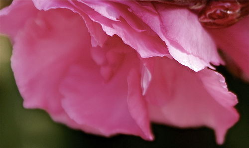 Close-up of pink rose