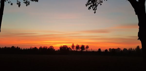 Silhouette trees on field against orange sky