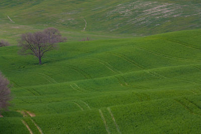 Scenic view of agricultural field