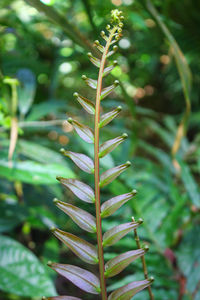 Diplazium esculentum leaves asia nature