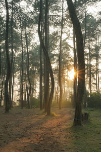 Sunlight streaming through trees in forest