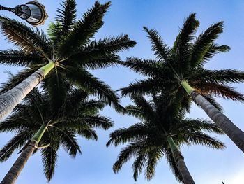 Low angle view of palm trees against sky