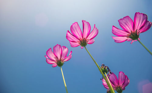 Close-up of pink cosmos flowers against sky