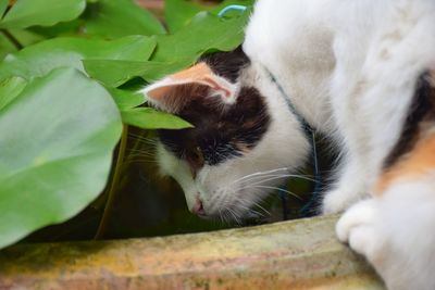 Close-up of a cat