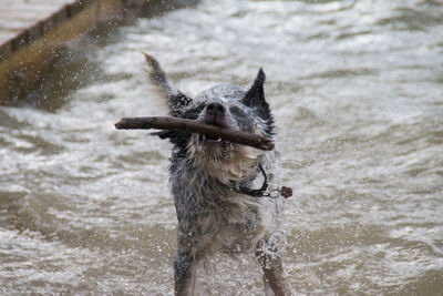 Dog holding stick at sea shore