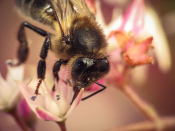 Close-up of bee pollinating on pink flower