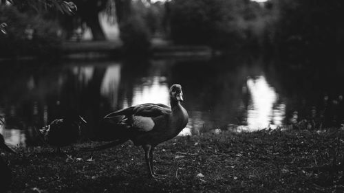 Duck swimming in lake