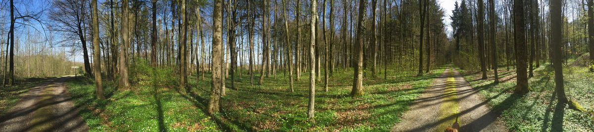 Trees in forest