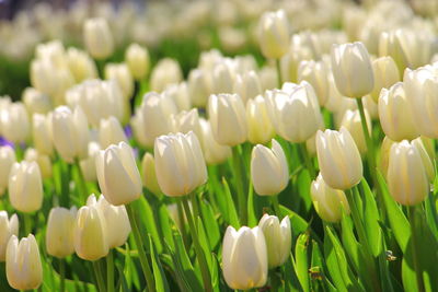 Close-up of fresh white flowers blooming in field