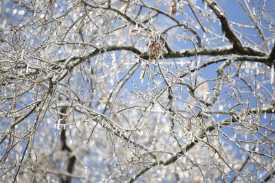 Close-up of frozen bare tree branches during winter