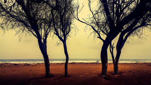 Trees at beach during sunset