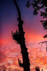 Low angle view of silhouette tree against sky