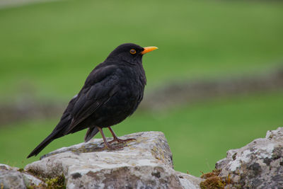 Close-up of bird perching on rock